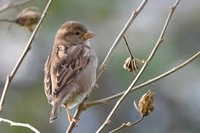 Uitkomst Nationale Tuinvogeltelling