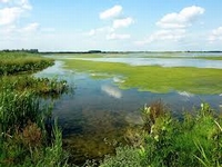 Recreanten in de Biesbosch