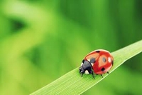 Red de insecten