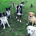 Enquête voorzieningen honden