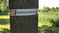 Papendrecht bestrijdt eikenprocessierups