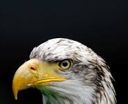 Jonge visarenden vliegen uit