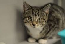 Baasje gezocht voor asieldieren