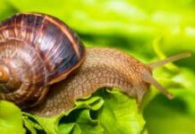 Tips voor het bestrijden van slakken in de tuin