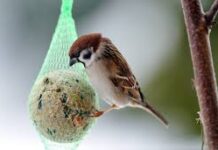 Tuinvogels lokken naar de tuin