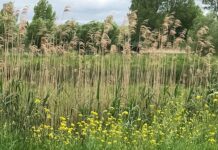 Boswachters Zuid-Hollands Landschap