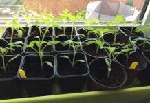 Stadlandbouwkas ‘De Oude Beer’ Dordrecht