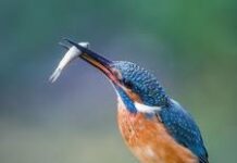 De icoonsoorten van Papendrecht