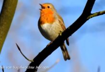 De icoonsoorten van Papendrecht – #3 De Roodborst