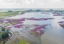 Staatsbosbeheer en Rijkswaterstaat werken samen in Noordwaard