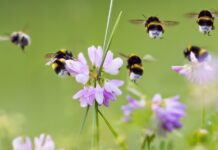 Papendrecht genomineerd als Bijvriendelijkste Gemeente