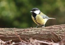 Tuinvogeltelling voor dummies