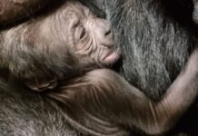 Gorillaatje onverwacht geboren in Blijdorp