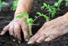 Inloop de Spil met tuinieren