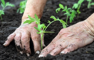 tuinieren-gezondheid