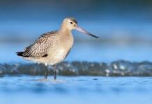 Broedseizoen van weidevogels