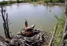 Slechtvalken kraken nest van visarenden
