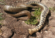 Eerste levende ringslang ooit in de Biesbosch
