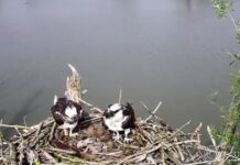 Ruzie in nest jonge visarenden