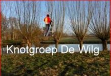 Knotgroep De Wilg zoekt knotters