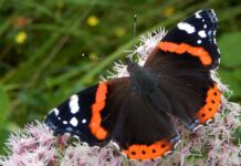 Doe mee met de tuinvlindertelling