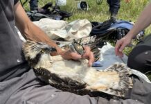 Visarenden geringd in Nederland