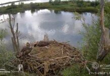 Laatste visarend vliegt uit