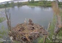 Eerste jonge visarend vliegt uit