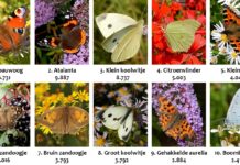Tuinvlindertelling: 73.000 vlinders geteld