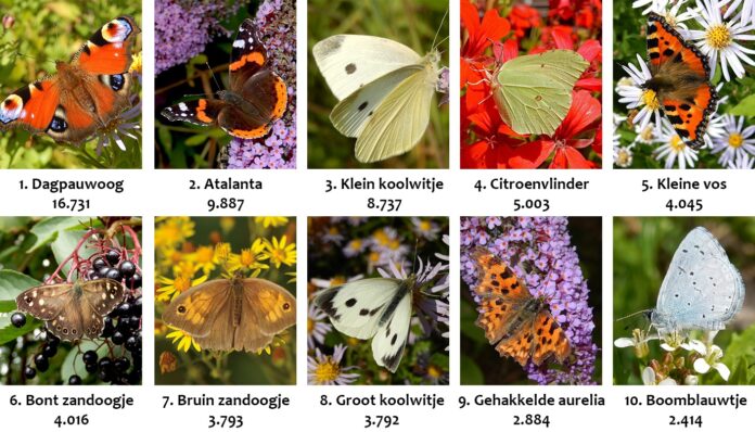 vlindertelling 2