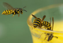 Pas op voor wespen; er zijn er veel dit jaar