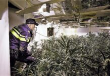 Wietplantage opgerold in Wipmolen