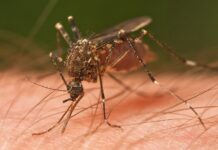 Muggen steken niet, maar kunnen wel door een spijkerbroek heen bijten