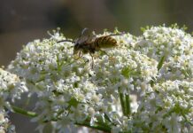 Concurrentiestrijd tussen de honing- en wilde bij