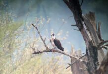 Biesbosch verwelkomt nieuwe diersoorten