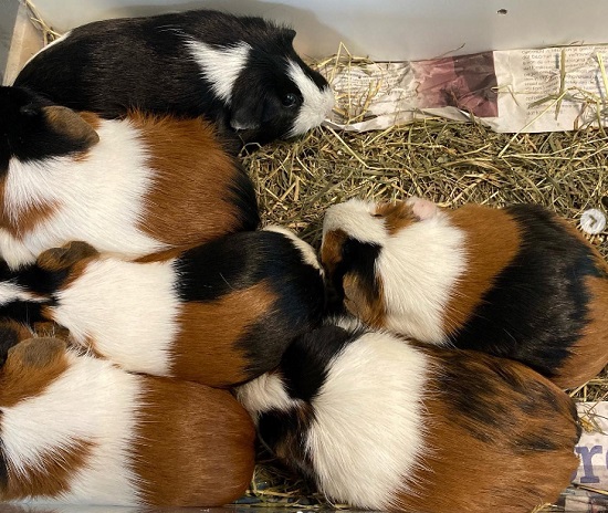 cavia's