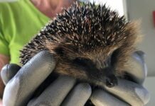 Natuurfilm over Rotterdamse haven krijgt kritiek