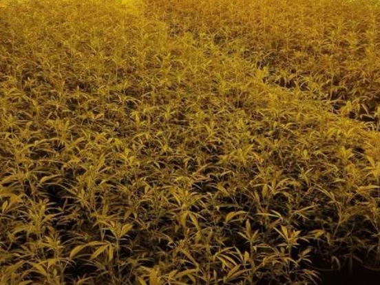 hennep kwekerij politie drecht buiten