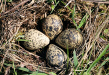 Lezing weidevogels en weidevogelbescherming