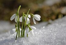 Struinen door het Alblasserbos op dinsdag 28 februari
