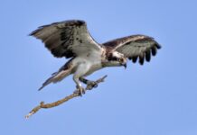 Eerste visarend vroeger dan ooit terug in Biesbosch