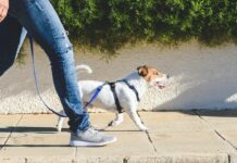 Primeur: 1e wandelgroep met kleine hondjes