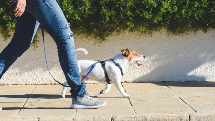 Dog walker strides with his pet on leash while walking at street pavement