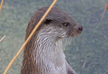 De toekomst van de otter in de Biesbosch: hoopvol, maar met obstakels