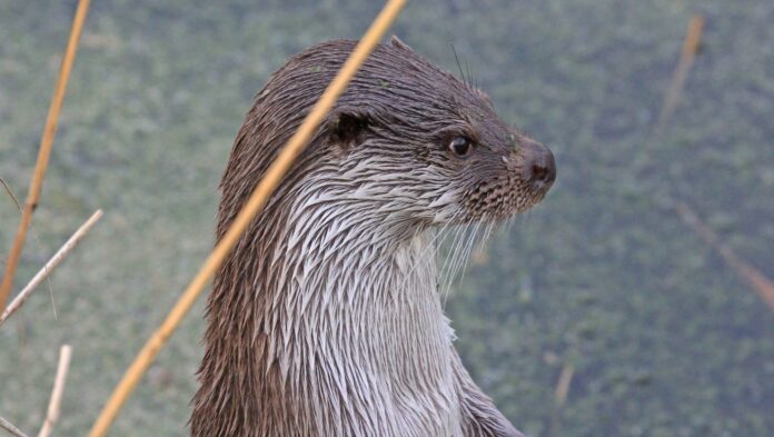 Otter-natuurmonumenten