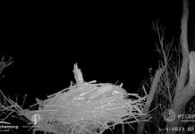 Boommarter vreet eieren op van gans die het oude nest van de visarend inpikte