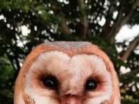 Donderdag 20 april a.s.: lezing in het Streeknatuurcentrum van de Natuur- en Vogelwacht Alblasserwaard