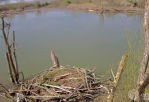 Soap rond visarendnest duurt voort: is de gans gevlogen?