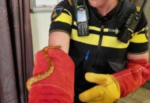Rode rattenslang in Dordtse woning