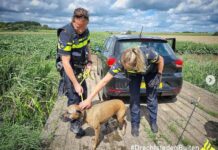 Politie achtervolgt hond op de A15
